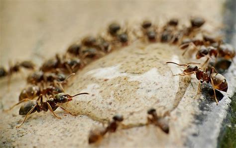 las hormigas-4